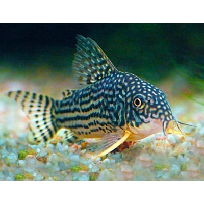 Sterbai Corydora Sterbai Corydora