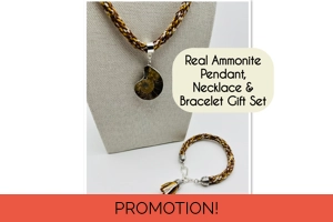 Brown Ammonite Fossil N..