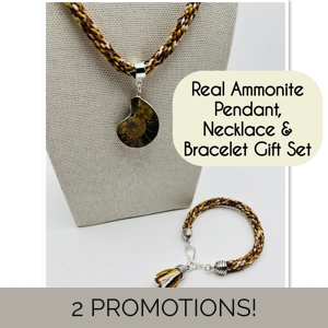 Brown Ammonite Fossil N..