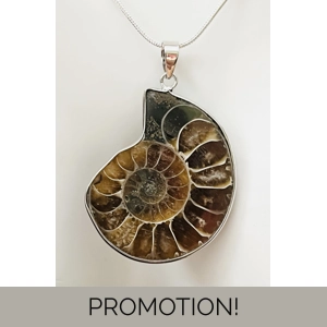 Real Ammonite Stone Fossil N..