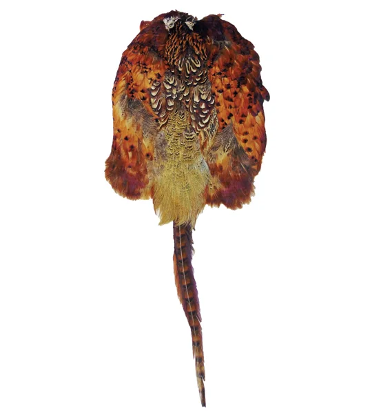 Bisley Pheasant Skin Dog Training Aid