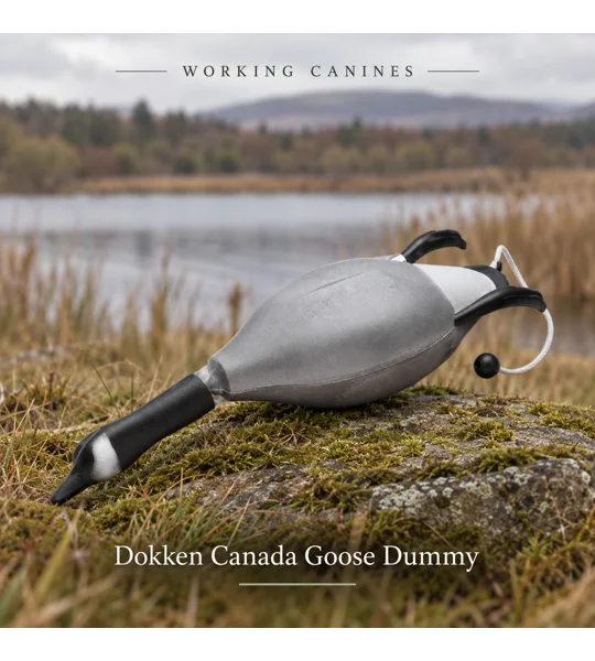 Dokken Canada Goose retrieving dummy for land and water training