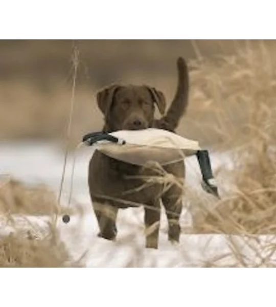 Dokken DeadFowl Canada Goose gundog training dummy