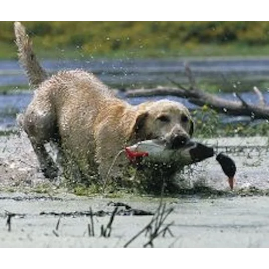 Dokken Dead Fowl Mallard