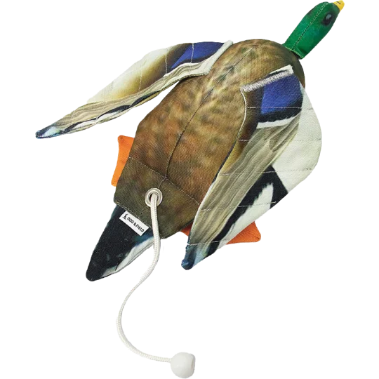 Dog & Field Dead Bird Mallard