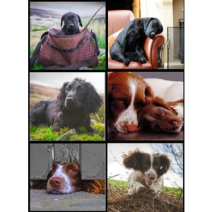 Country Matters Ltd Stationary Gift Cards