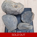 Prepare your own - dactylioc..