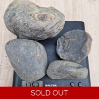 Prepare your own - dactylioceras