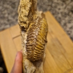 Parkinsonia sp oolitic plate