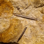 Parkinsonia sp oolitic plate