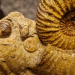 Parkinsonia sp oolitic plate