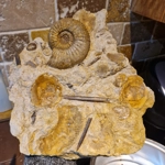 Parkinsonia sp oolitic plate