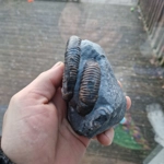 Double Dactylioceras ammonite