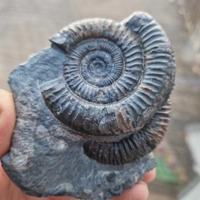 Double Dactylioceras ammonite