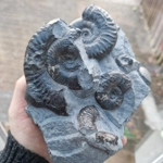 Grammoceras thouarsense