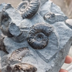 Grammoceras thouarsense