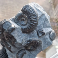 Grammoceras thouarsense