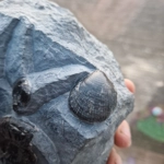 Grammoceras thouarsense