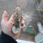 Sigalloceras calloviense