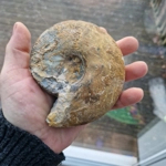 Sigalloceras calloviense