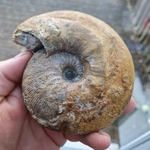 Sigalloceras calloviense