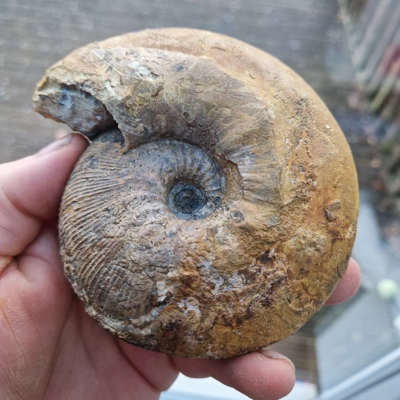 Sigalloceras calloviense