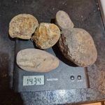 Prepare your own - Dactylioc..