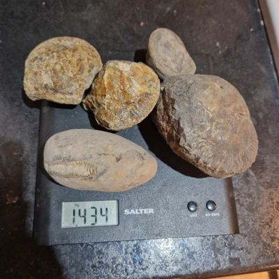 Prepare your own - Dactylioceras -Peronoceras