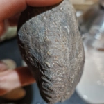 Prepare your own - Dactylioceras -Peronoceras