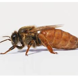 Spring Mated Queen Bee