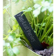 Laser Engraved Slate Plant L..