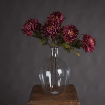 Autumn Spider Chrysanthemum single stems
