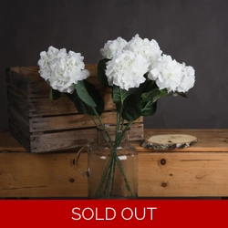 White Small Head Hydrangea