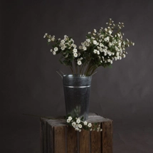 White Wild Meadow Rose