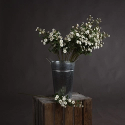 White Wild Meadow Rose