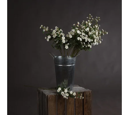 White Wild Meadow Rose