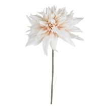 Café Au Lait Flower