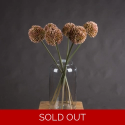 Pink Allium