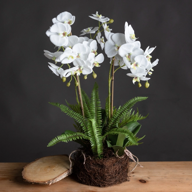 Additional Image for Large White Orchid And Fern Garden In Rootball