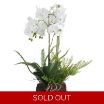 Large White Orchid And ..