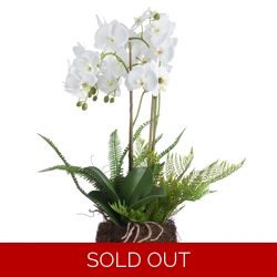 Large White Orchid And Fern Garden In Rootball