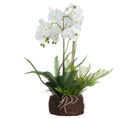 Large White Orchid And Fern Garden In Rootball