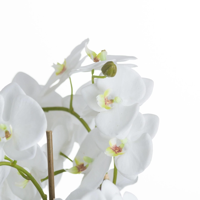 Additional Image for Large White Orchid And Fern Garden In Rootball