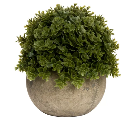 Miniature Hebe Veronica In Pot
