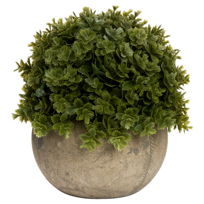product Image for Miniature Hebe Veronica In Pot