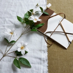 White Florida Clematis single stem