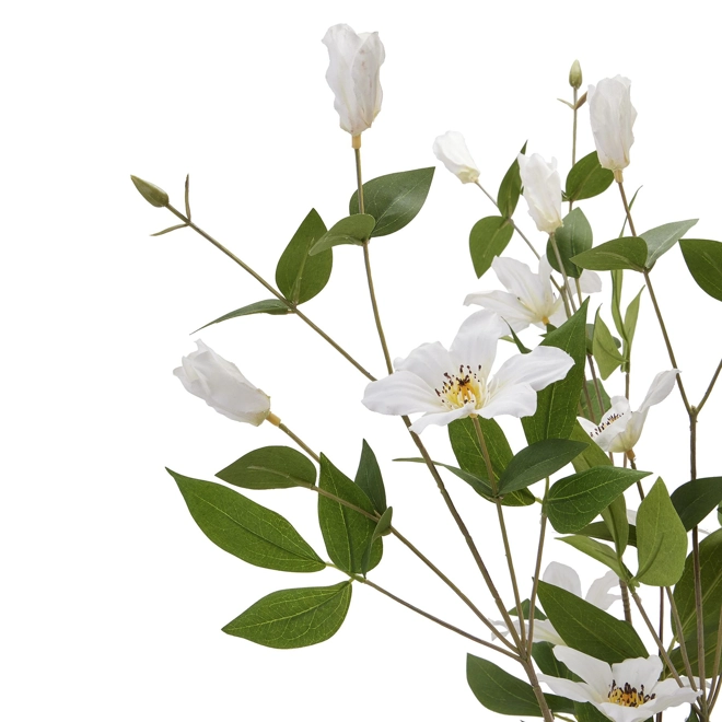 Additional Image for White Florida Clematis single stem