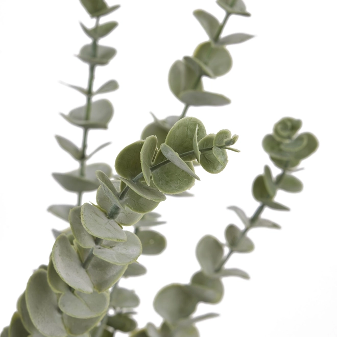 Additional Image for Gunnii Blue Eucalyptus Spray