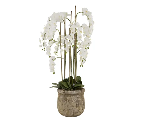 Large White Orchid In Antique Stone Pot