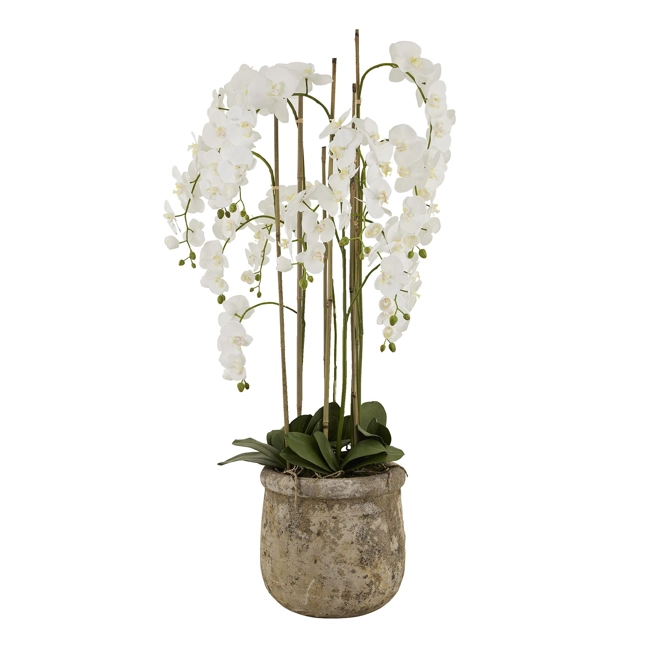 product Image for Large White Orchid In Antique Stone Pot